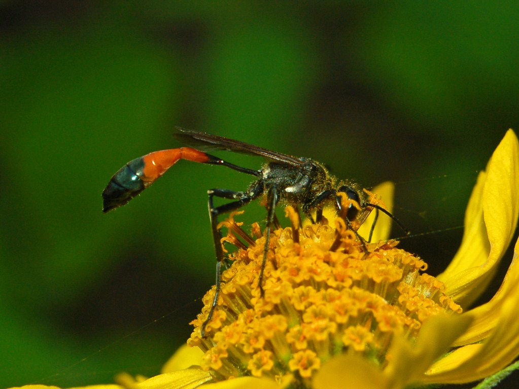 Una Ammophila da Praga.